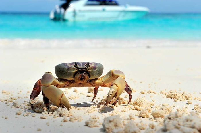 Koh Similan, thiên đường ở dưới biển ngoài khơi Thái Lan với 8 điểm nổi bật