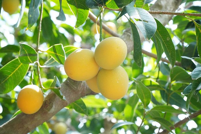 Khám phá vẻ độc đáo của mùa thanh trà ở xứ Bình Minh, Vĩnh Long