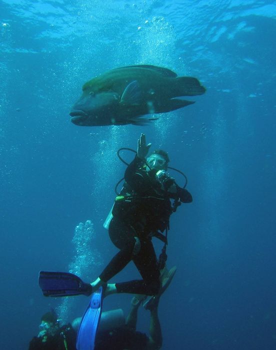 Koh Similan, vùng đất thần tiên dưới biển Thái Lan 12