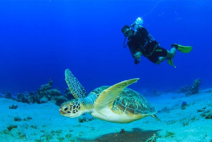 Koh Tao - điểm đến lặn biển hàng đầu của Thái Lan 9