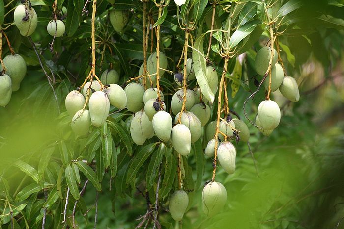 Xoài cát núm, loại quả đặc sản của huyện Vũng Liêm được nổi tiếng
