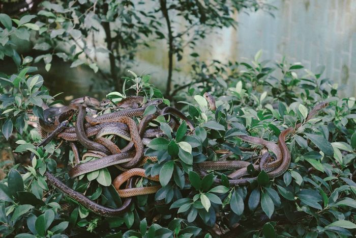 Bỏ túi 8 điểm du lịch Tiền Giang đậm chất sông nước miệt vườn 8