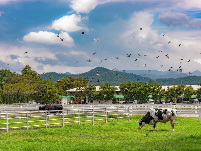 Đánh giá Khao Yai, công viên quốc gia lớn thứ 3 của Thái Lan 8