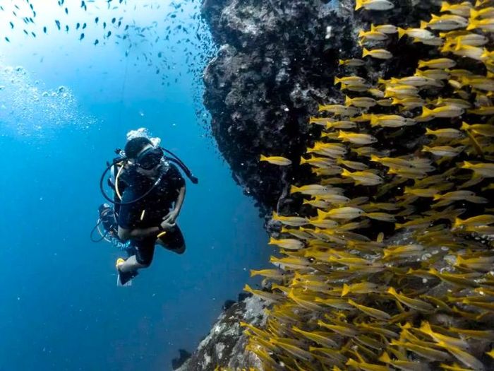 Koh Tao - điểm đến lặn biển hàng đầu của Thái Lan