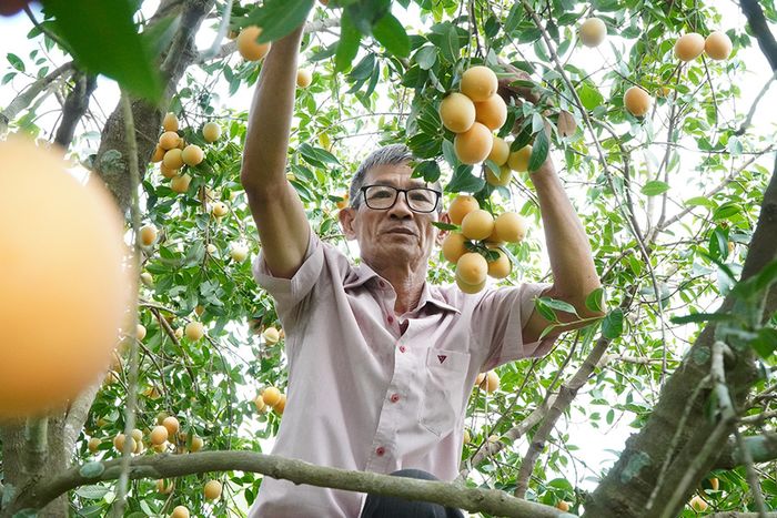 Khám phá vẻ độc đáo của mùa thanh trà ở xứ Bình Minh, Vĩnh Long