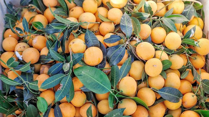 Khám phá vẻ độc đáo của mùa thanh trà ở xứ Bình Minh, Vĩnh Long