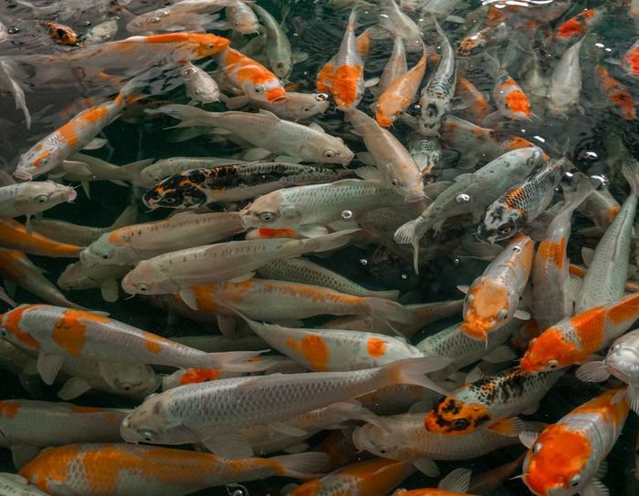 Trải nghiệm không gian rộng lớn tại Fish Coffee Vĩnh Long