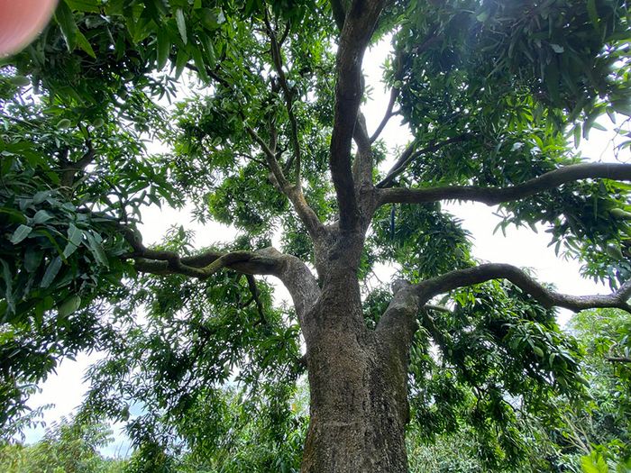Xoài cát núm, thức quả đặc sản nổi tiếng của huyện Vũng Liêm