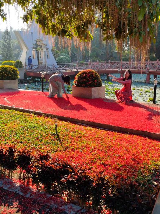 Mùa hoa Lộc Vừng Vĩnh Long và những trải nghiệm du lịch độc đáo 5