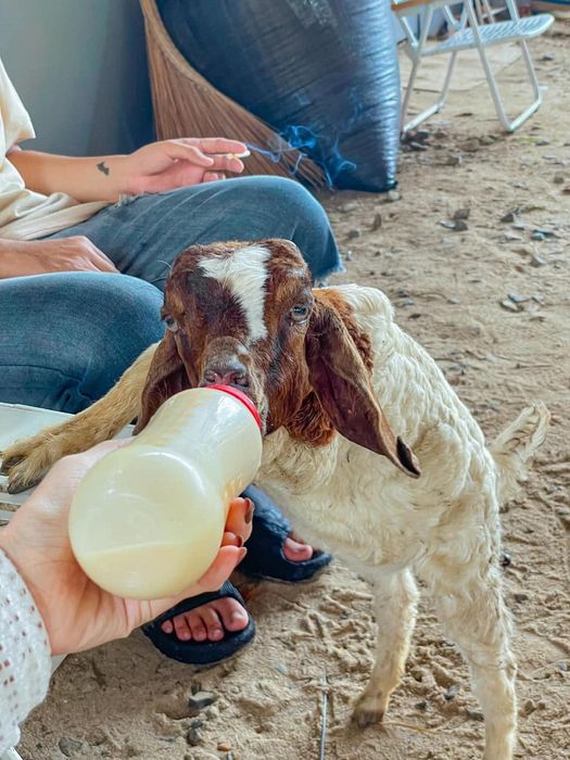 Ulala Farm gần bờ biển Vũng Tàu, là nơi bạn có thể tương tác với các loài thú cưng mới mẻ.