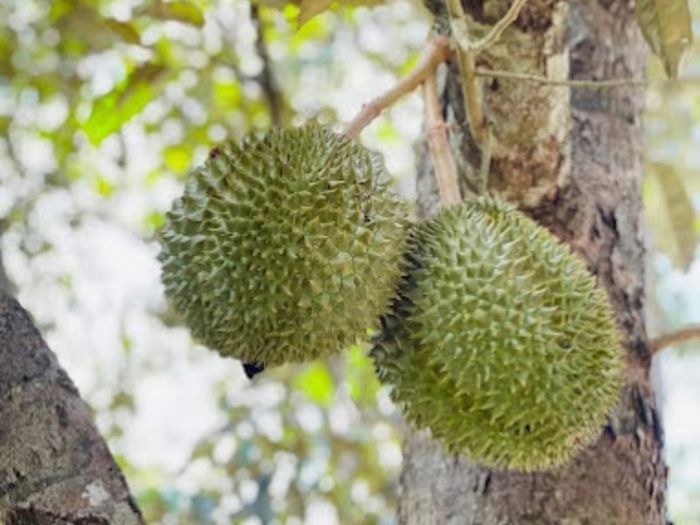 Tứ Phương Thất Đảo, nét đẹp miệt vườn giữa thành phố biển 8