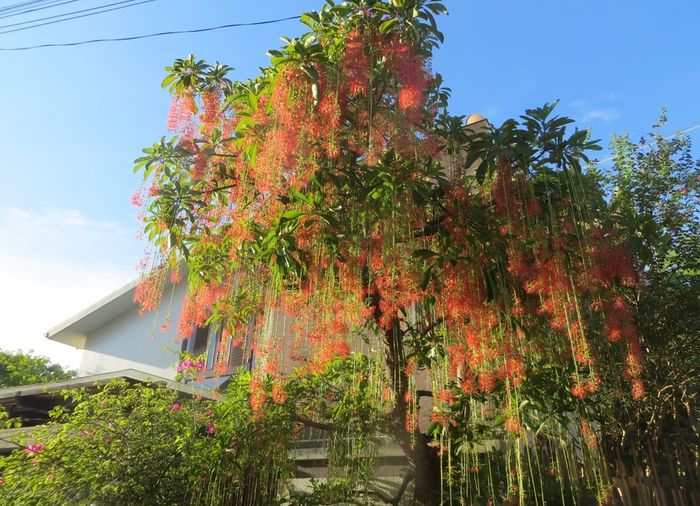 Mùa hoa Lộc Vừng ở Vĩnh Long và những trải nghiệm du lịch tuyệt vời