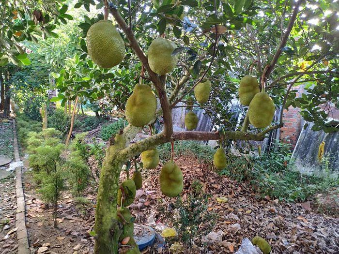 Lựa chọn thứ ba cho đặc sản Vĩnh Long mua về làm quà ngon, bổ, và tiết kiệm.