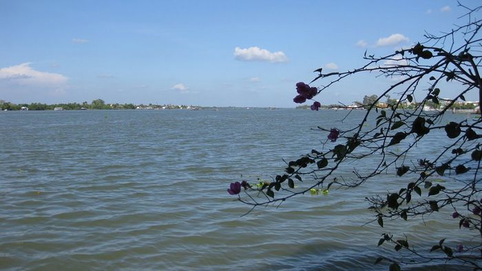 Khám phá sông Cổ Chiên: Trải nghiệm đáng nhớ không thể bỏ qua