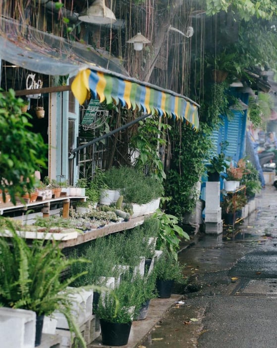 Cú Trên Cây Coffee, quán cà phê với không gian xanh độc đáo phần 10