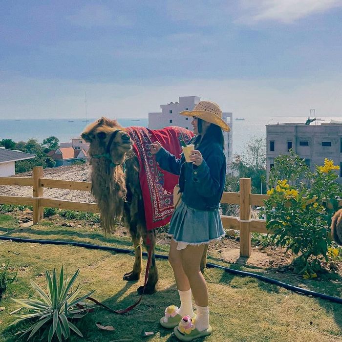 Ulala Farm gần biển Vũng Tàu, là nơi tương tác với thú cưng mới mẻ.