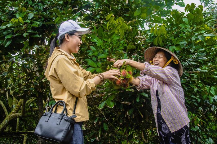 Top 2 Cù Lao Vĩnh Long - Vẻ Đẹp Đậm Chất Miệt Vườn Nam Bộ