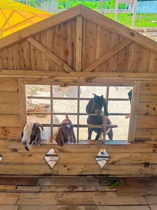 Ulala Farm cạnh biển Vũng Tàu, là nơi gần gũi với thiên nhiên và tương tác với các loài thú cưng đáng yêu.