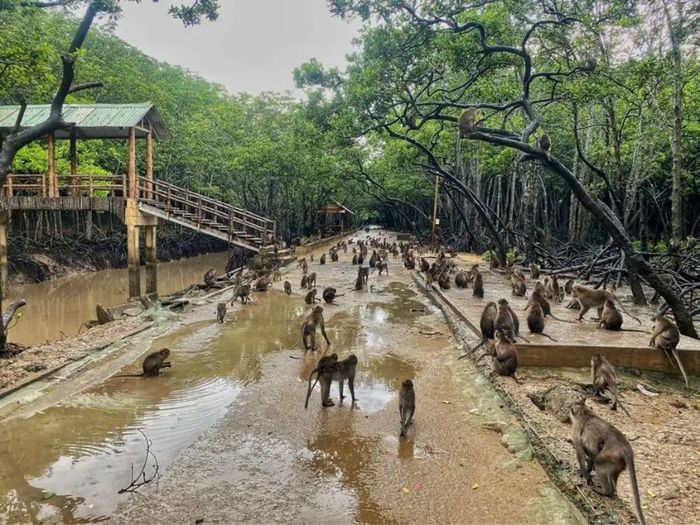 Trải nghiệm một ngày thú vị tại Hoa Quả Sơn 4 khi đến Đảo Khỉ Cần Giờ.