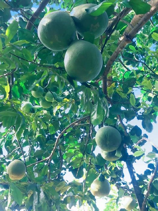 Sau khi đọc xong đánh giá cồn Tân Long Tiền Giang này, bạn sẽ không thể nào ngồi yên và muốn khám phá ngay.