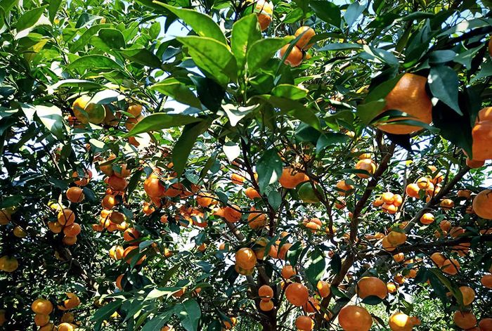 Khám phá những vườn trái cây tại Vĩnh Long sum suê và phong phú nhất