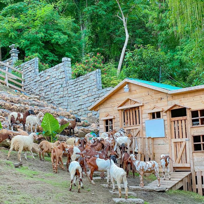 Ulala Farm gần bờ biển Vũng Tàu, là nơi bạn có thể tương tác với các thú cưng mới mẻ.