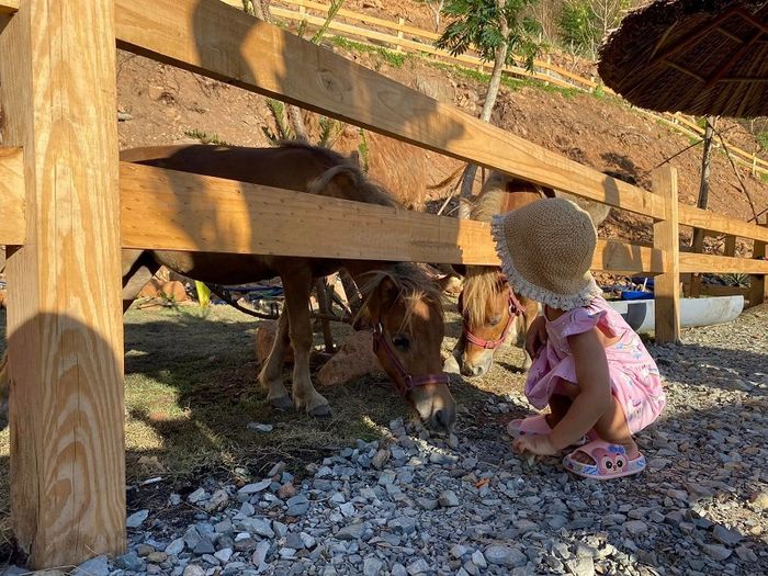 Ulala Farm gần bờ biển Vũng Tàu, là nơi bạn có thể tương tác với các loài thú cưng mới mẻ.