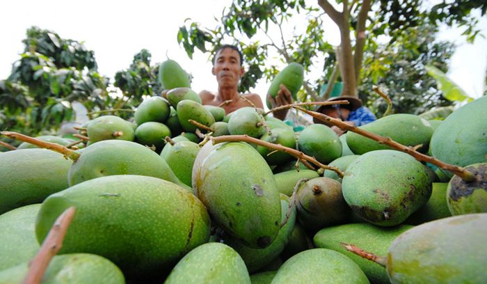 Xoài cát núm, một trong những thức quả đặc sản nổi tiếng của huyện Vũng Liêm