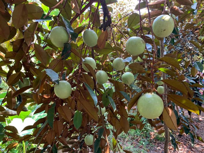 Cù Lao Tân Phong Tiền Giang và Cuộc Sống Bên Sông Tiền