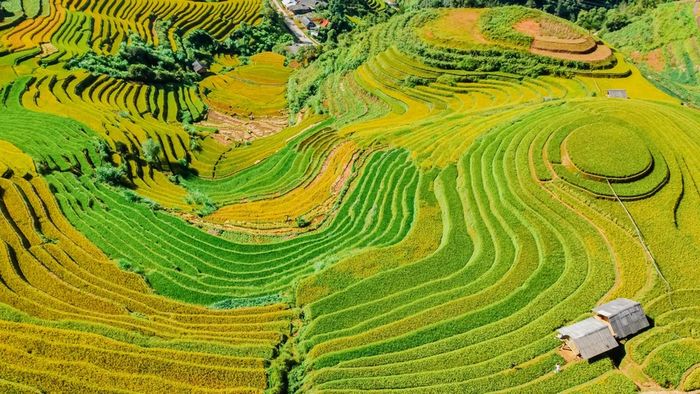 Khám phá vẻ đẹp lúa Mù Cang Chải không thể thiếu khi đến với Yên Bái