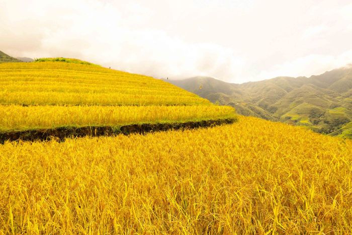 Gợi ý lịch trình săn mây Tà Xùa - Bắc Yên 2 ngày 1 đêm chi tiết tới từng milimet