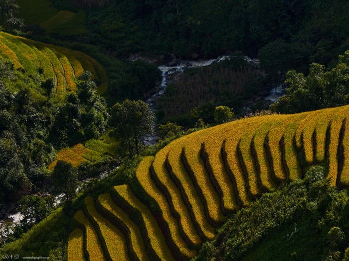 Khám phá bức tranh mùa vàng tại Xím Vàng, cách Tà Xùa chỉ 18km.