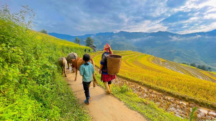 Khám phá Vẻ đẹp lôi cuốn của Ruộng bậc thang Mù Cang Chải 7