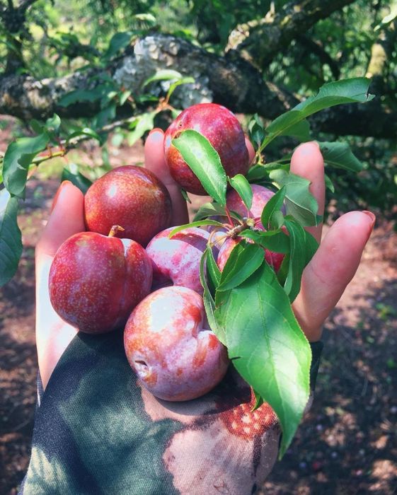 Mận tam hoa Mù Cang Chải - Hương vị đậm đà khiến lòng người thao thức