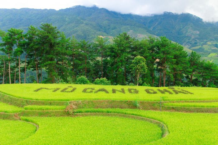 Lên đường khám phá Mù Cang Chải mùa vàng