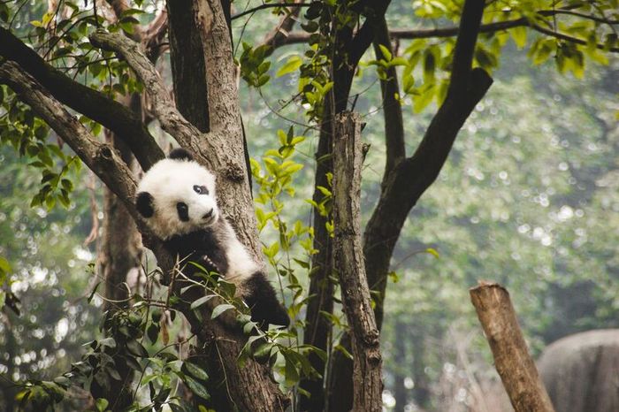 Khám phá Thành Đô và ngắm nhìn bức tranh văn hóa Trung Hoa sặc sỡ màu sắc