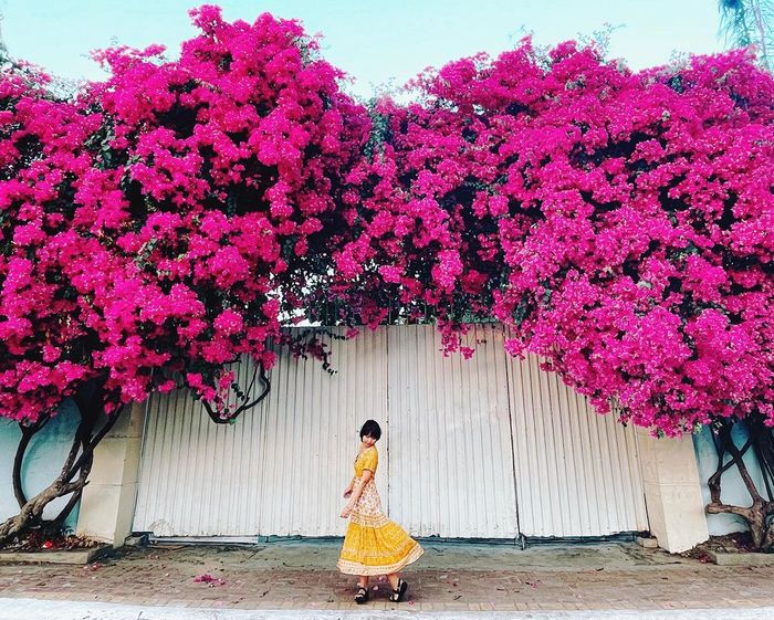 Nhìn lại vẻ đẹp của mùa hoa giấy ở Vũng Tàu trước khi bị kẻ gian phá hủy gốc 2