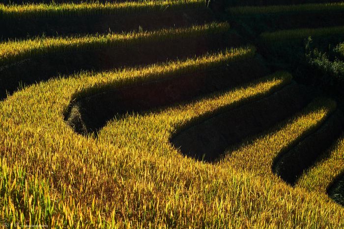 Đến Xím Vàng để khám phá vẻ đẹp của mùa vàng, chỉ cách Tà Xùa 18km