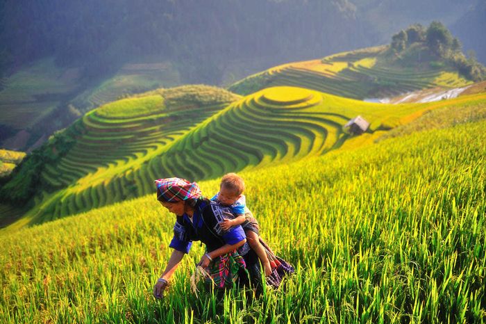 Bí quyết khám phá mùa vàng ở Mù Cang Chải từ A đến Z 2