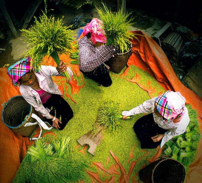 Hương cốm Tú Lệ ngày mùa - Quà biếu đặc trưng của dân tộc Thái 7