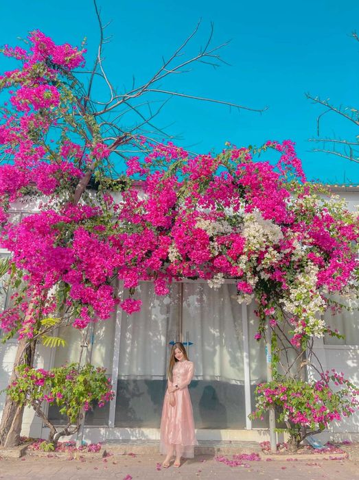 Thưởng ngoạn mùa hoa giấy ở Vũng Tàu - Vẻ đẹp mong manh và mạnh mẽ của loài hoa nắng gió 11