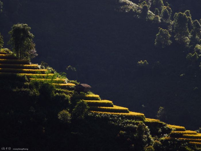 Khám phá bức tranh mùa vàng đẹp tuyệt vời ở Xím Vàng, chỉ cách Tà Xùa 18km.