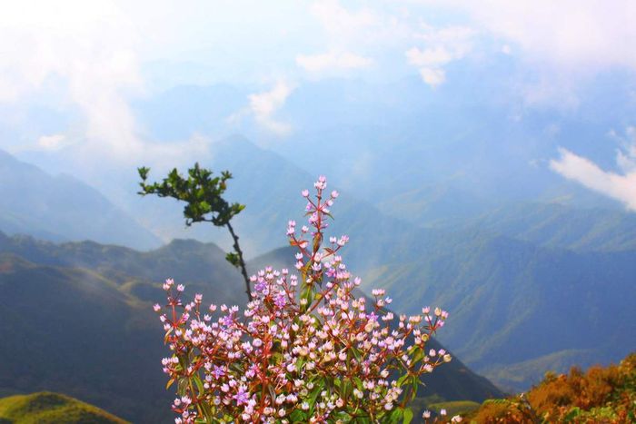 Đánh giá Tà Chì Nhù - Khám phá rừng hoa Chi Pâu tím ngất ngây 2