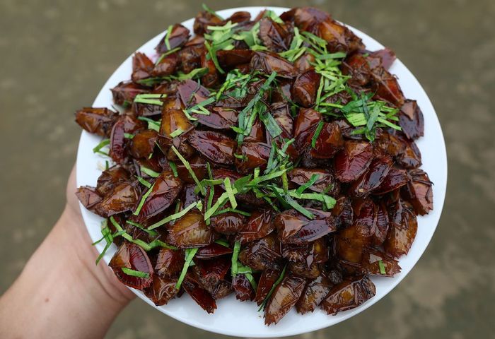 Bọ xít chiên giòn Yên Bái độc đáo khi mùa hoa nhãn đến 4