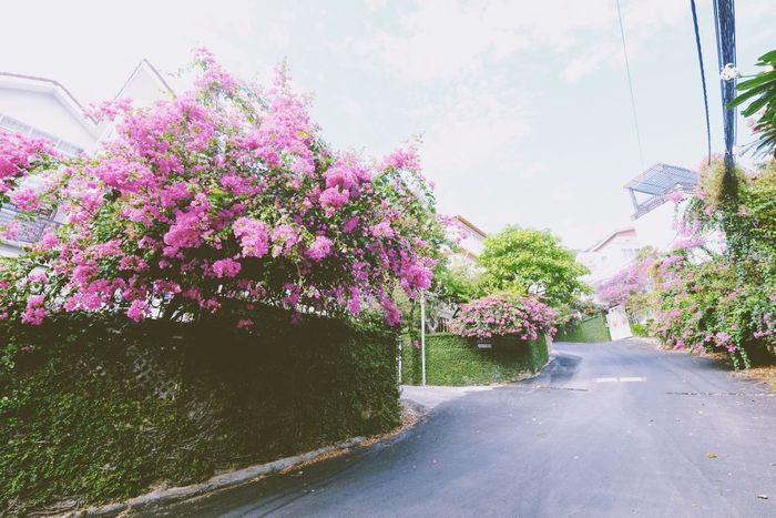 Chiêm ngưỡng sự hòa quyện giữa sức mạnh và sự dịu dàng của mùa hoa giấy Vũng Tàu - Vẻ đẹp tinh tế và mạnh mẽ của loài hoa nắng gió 5