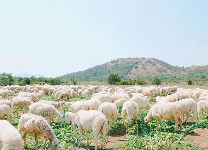 Đánh giá toàn diện về Vũng Tàu: Khám phá những điều gì thú vị cho nhóm mê khám phá