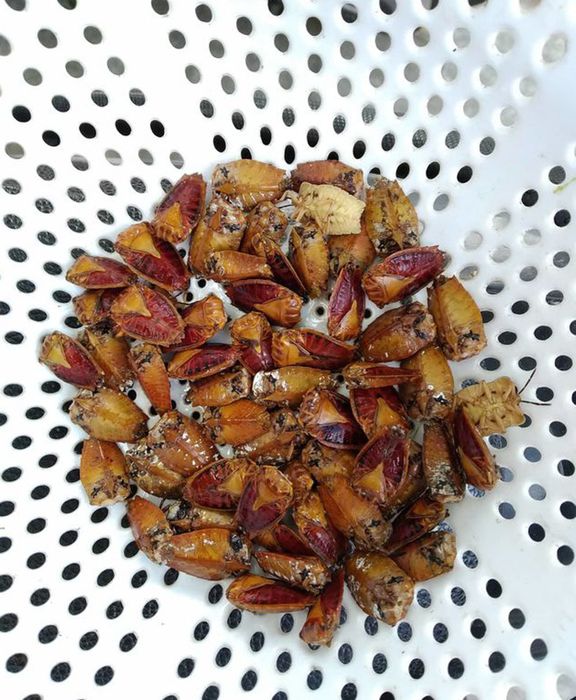 Bọ xít chiên giòn Yên Bái độc đáo khi mùa hoa nhãn đến 3