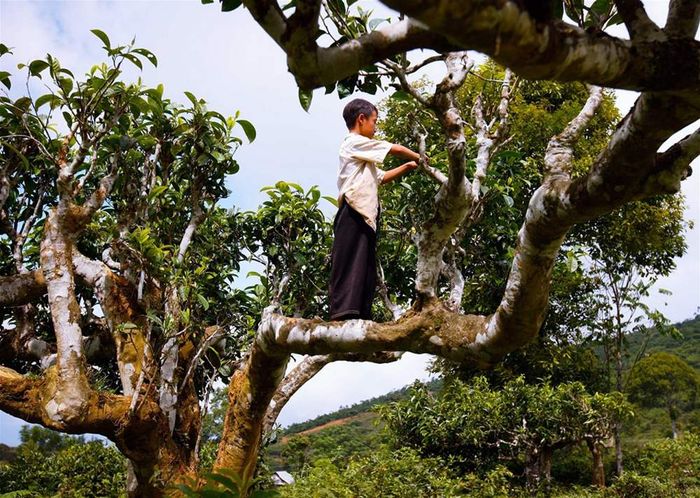 Chè Shan Tuyết suối Giàng - Món quà từ thiên nhiên 4