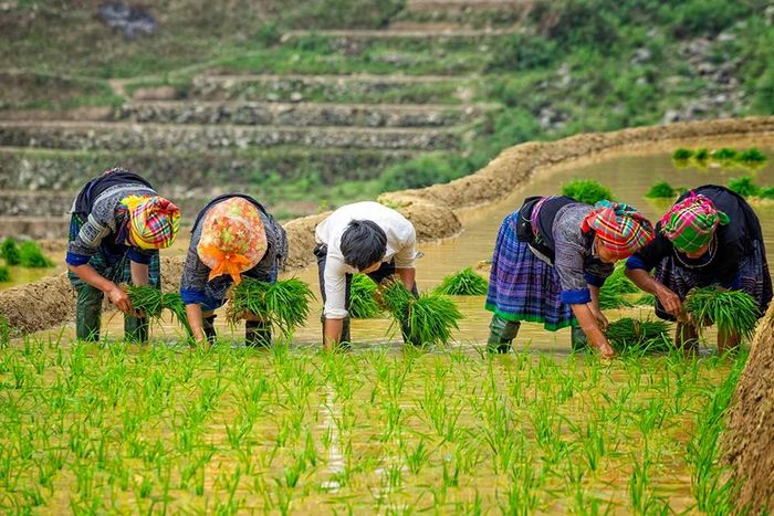 Bí kíp và Hướng dẫn di chuyển đến Tú Lệ 4