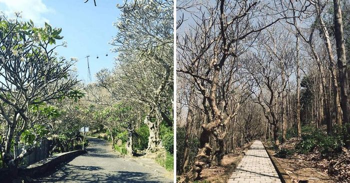 Bạch Dinh Vũng Tàu - Biểu tượng lịch sử và lý do khiến giới trẻ đến Vũng Tàu không thể bỏ qua.